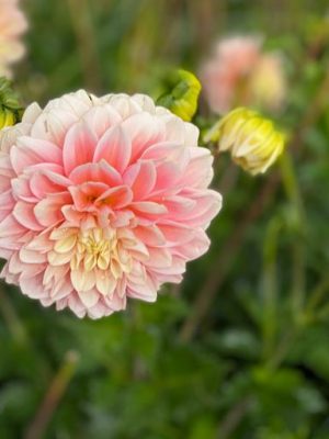 dalia rosa giallo crema