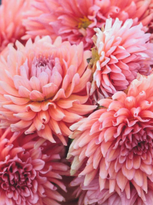 Dahlia Madeleine rosa pesca