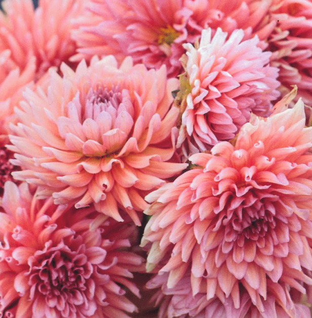 Dahlia Madeleine rosa pesca