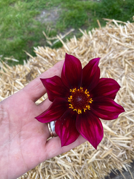 Dalia a fiore singolo rosso scuro