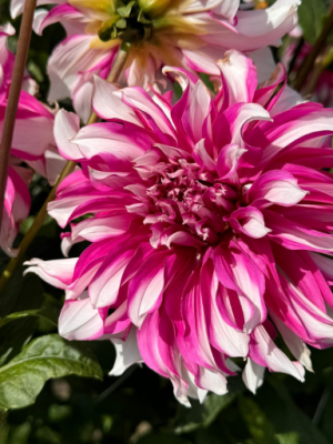 Dahlia Redegast a strisce bianche e rosa intenso