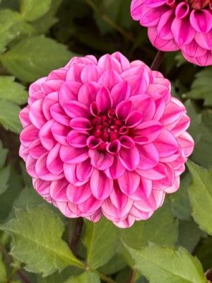 dahlia rosa magenta