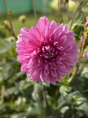 Dalia lavender perfection