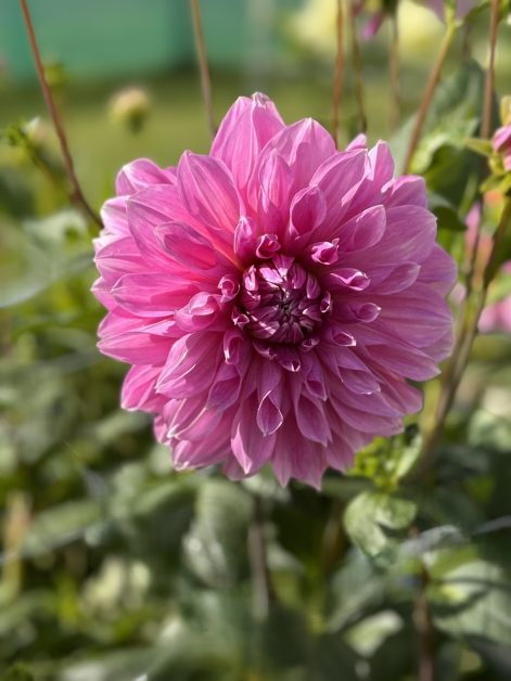 Dalia lavender perfection