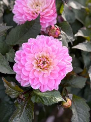 dalia rosa giallo lilla