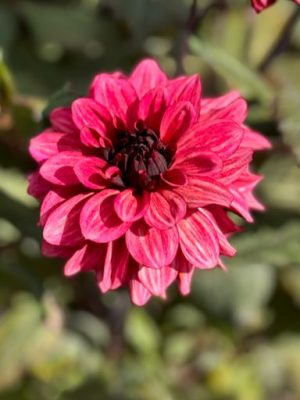 dahlia rosa fucsia