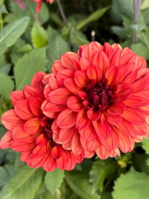 dahlia rosso arancio