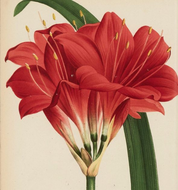 amaryllis rosso
