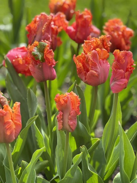 Tulipano Amazing Parrot arancione e verde