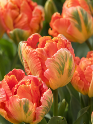 Tulipano pappagallo Apricot parrot rosa arancio