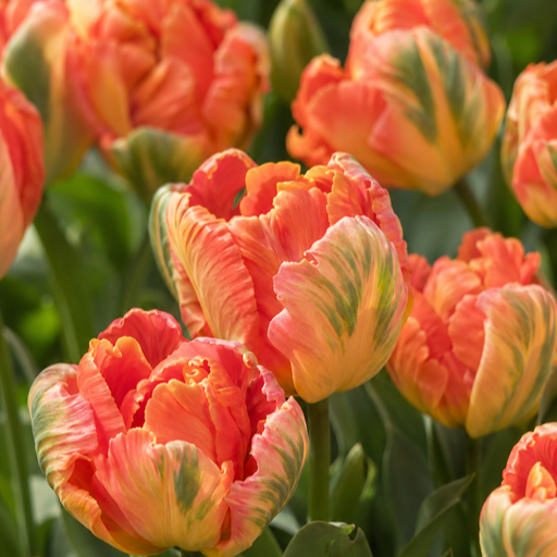 Tulipano pappagallo Apricot parrot rosa arancio