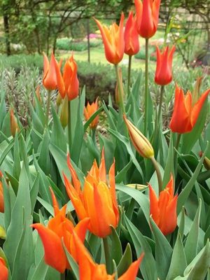 Tulipanon arancione Ballerina