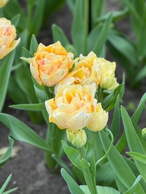 Tulipano Charming lady