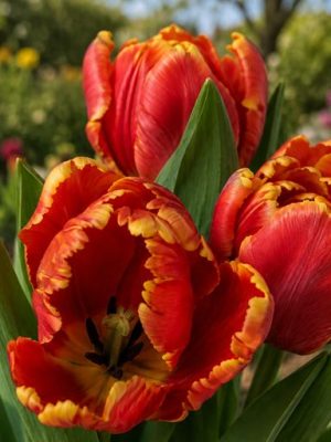 Tulipano parrot rosso bordato di giallo