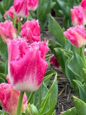 tulipano rosa sfrangiato