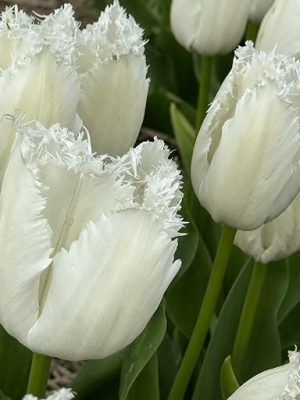 Tulipano sfrangiato bianco