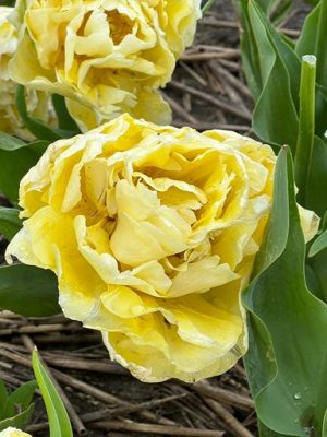 Tulipano Verona doppi giallo chiaro