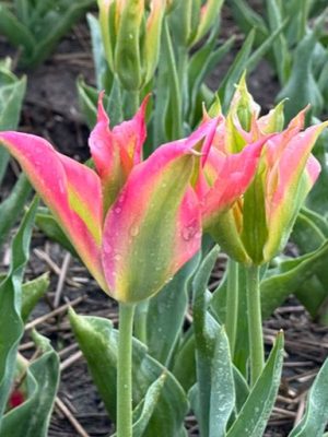 Tulipano Virichic rosa e verde