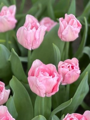 Tulipano Mariage doppio rosa