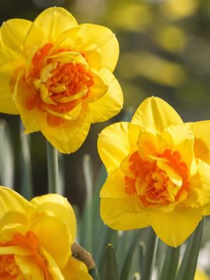 Narciso Tahiti giallo e arancione doppio