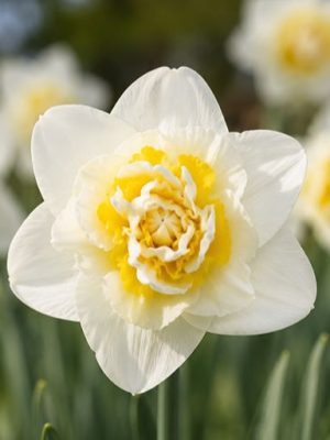 Narciso White Lion, bianco con il centro arruffato giallo paglierino