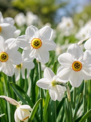 Narciso Recurvus, bianco con trombetta arancione