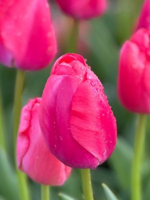 Tulipano fucsia Pink pride