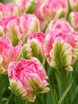 Tulipano parrot rosa venato di verde