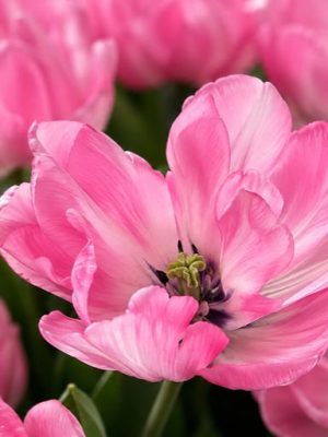 Tulipano Pioen Rose