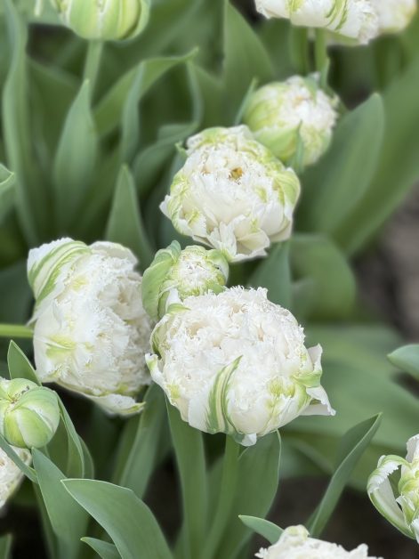 Tulipano doppio bianco sfrangiato con venature verdi