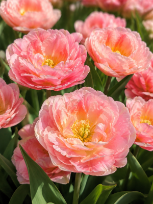 Tulipano rosa doppio