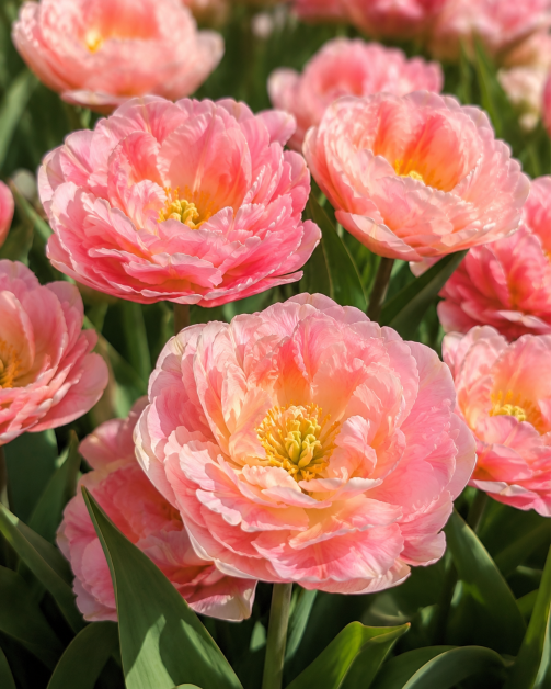 Tulipano rosa doppio