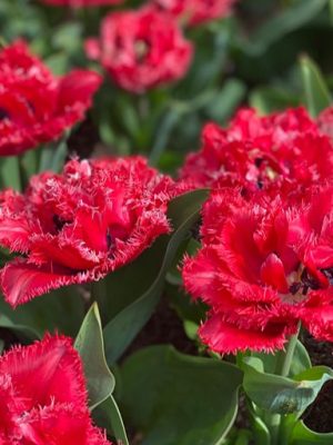 Tulipano sfrangiato Bendigo