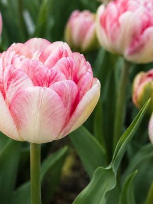 tulipano Upstar rosa e bianco doppio