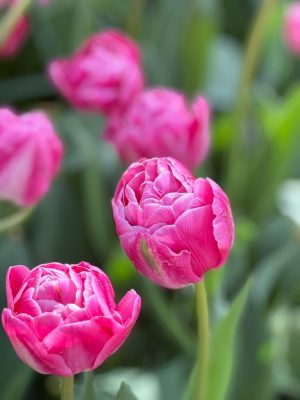 Tulipano rosa doppio Voque