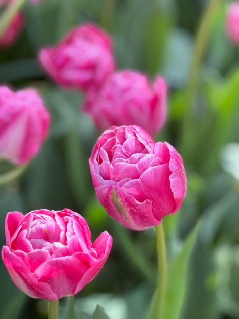 Tulipano rosa doppio Voque