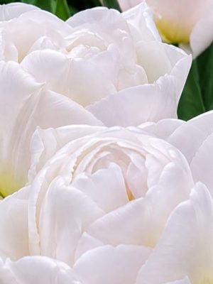 Tulipano Mount Tacoma bianco rosa doppio