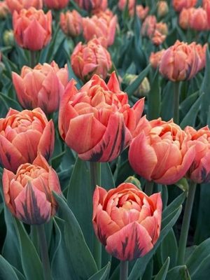 tulipano arancio verde